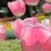 🤩 Эмодзи «⋆˚࿔ dividers ˚⋆» для Telegram