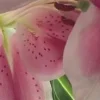 🤩 Эмодзи «⋆˚࿔ dividers ˚⋆» для Telegram
