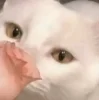 🤩 Эмодзи «⋆˚࿔ dividers ˚⋆» для Telegram