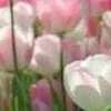🤩 Эмодзи «⋆˚࿔ dividers ˚⋆» для Telegram