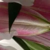 🤩 Эмодзи «⋆˚࿔ dividers ˚⋆» для Telegram