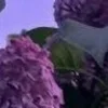 🤩 Эмодзи «⋆˚࿔ dividers ˚⋆» для Telegram