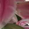 🤩 Эмодзи «⋆˚࿔ dividers ˚⋆» для Telegram