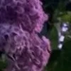 🤩 Эмодзи «⋆˚࿔ dividers ˚⋆» для Telegram