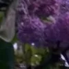 🤩 Эмодзи «⋆˚࿔ dividers ˚⋆» для Telegram