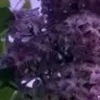 🤩 Эмодзи «⋆˚࿔ dividers ˚⋆» для Telegram