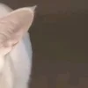 🤩 Эмодзи «⋆˚࿔ dividers ˚⋆» для Telegram