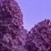 🤩 Эмодзи «⋆˚࿔ dividers ˚⋆» для Telegram