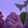 🤩 Эмодзи «⋆˚࿔ dividers ˚⋆» для Telegram