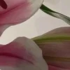 🤩 Эмодзи «⋆˚࿔ dividers ˚⋆» для Telegram