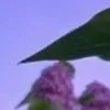 🤩 Эмодзи «⋆˚࿔ dividers ˚⋆» для Telegram
