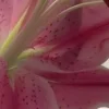 🤩 Эмодзи «⋆˚࿔ dividers ˚⋆» для Telegram