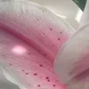 🤩 Эмодзи «⋆˚࿔ dividers ˚⋆» для Telegram