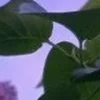 🤩 Эмодзи «⋆˚࿔ dividers ˚⋆» для Telegram