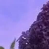 🤩 Эмодзи «⋆˚࿔ dividers ˚⋆» для Telegram