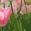 🤩 Эмодзи «⋆˚࿔ dividers ˚⋆» для Telegram