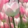 🤩 Эмодзи «⋆˚࿔ dividers ˚⋆» для Telegram