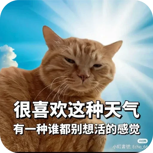 🐱 Стикер «Wrenesseuse dreams епта» для Telegram