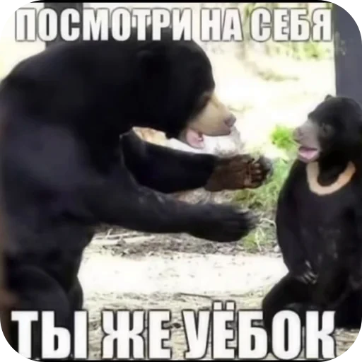 🐻 Стикер «1 дня» для Telegram
