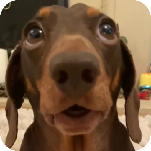 🐶 Стикер «1 дня» для Telegram