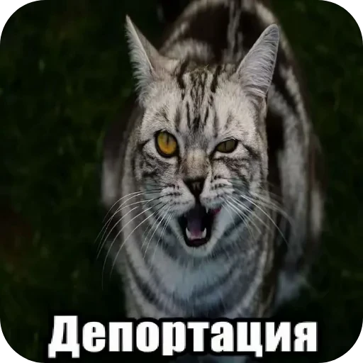 🐱 Стикер «1 дня» для Telegram