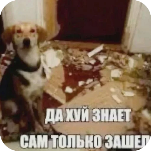 🐶 Стикер «1 дня» для Telegram