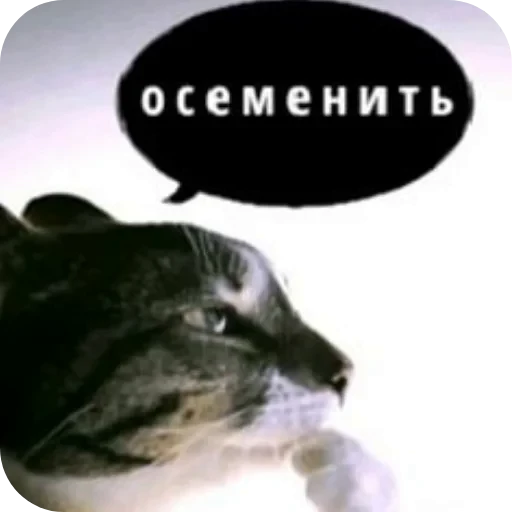 🐱 Стикер «1 дня» для Telegram