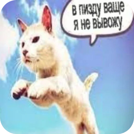 🐱 Стикер «1 дня» для Telegram