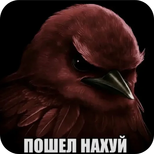 🦅 Стикер «1 дня» для Telegram