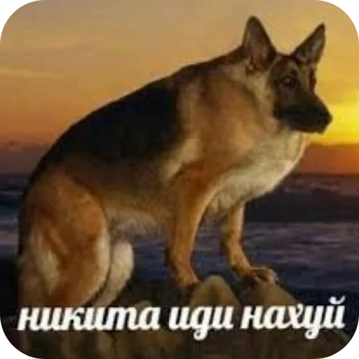 🐶 Стикер «1 дня» для Telegram