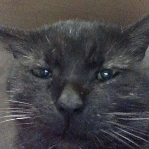 😔 Стикер «Stupid Cattos» для Telegram