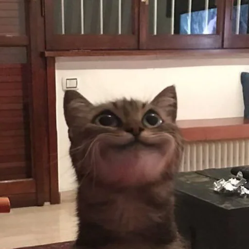 😊 Стикер «Stupid Cattos» для Telegram