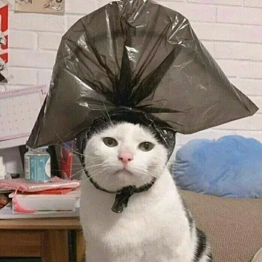 🤴 Стикер «Stupid Cattos» для Telegram