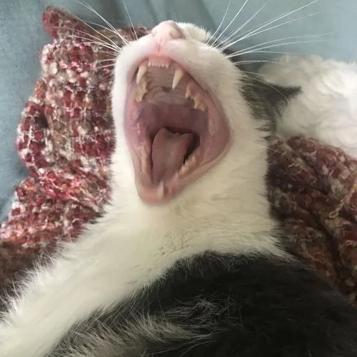 😱 Стикер «Stupid Cattos» для Telegram