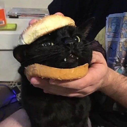 🍔 Стикер «Stupid Cattos» для Telegram