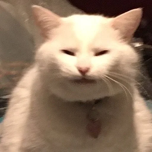 ☺️ Стикер «Stupid Cattos» для Telegram