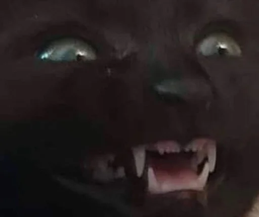 😱 Стикер «Stupid Cattos» для Telegram