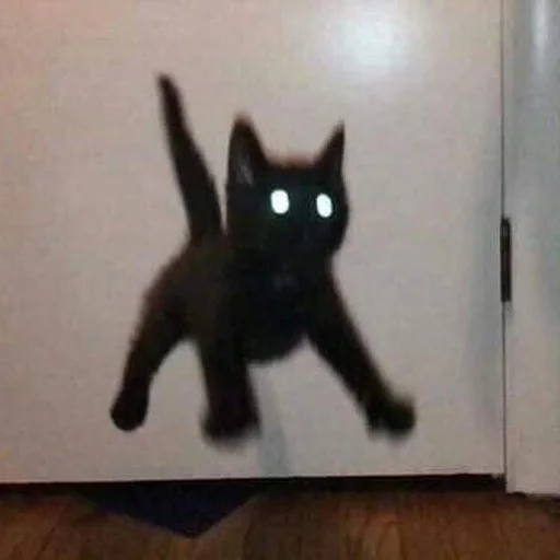😳 Стикер «Stupid Cattos» для Telegram
