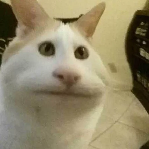 😒 Стикер «Stupid Cattos» для Telegram