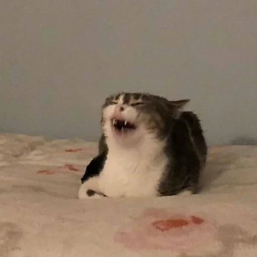 😂 Стикер «Stupid Cattos» для Telegram