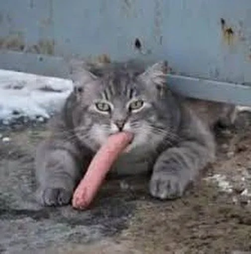 🥕 Стикер «Stupid Cattos» для Telegram