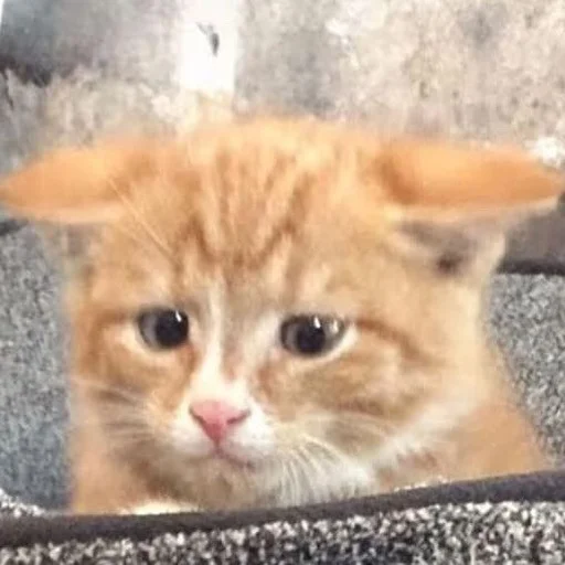😕 Стикер «Stupid Cattos» для Telegram