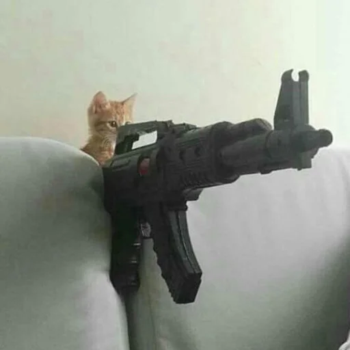 🔫 Стикер «Stupid Cattos» для Telegram