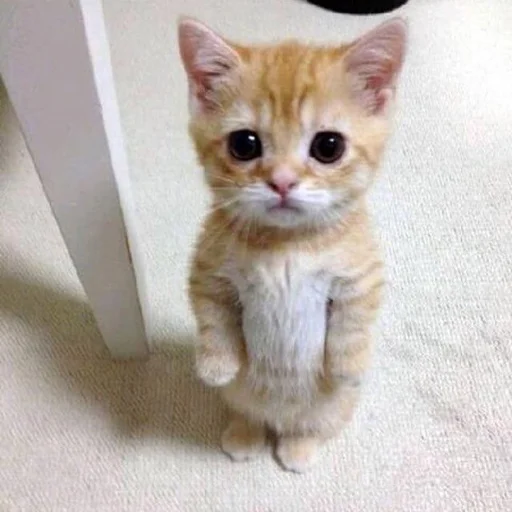 🥺 Стикер «Stupid Cattos» для Telegram