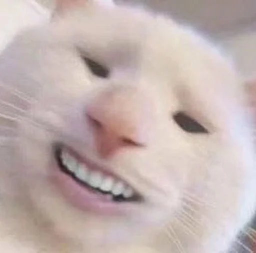 😁 Стикер «Stupid Cattos» для Telegram