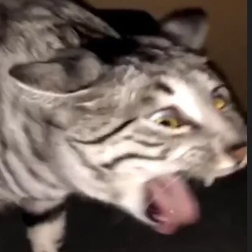 🤢 Стикер «Stupid Cattos» для Telegram