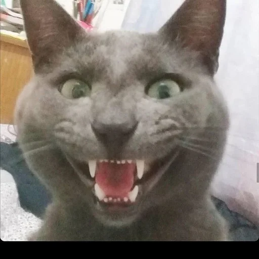 😂 Стикер «Stupid Cattos» для Telegram