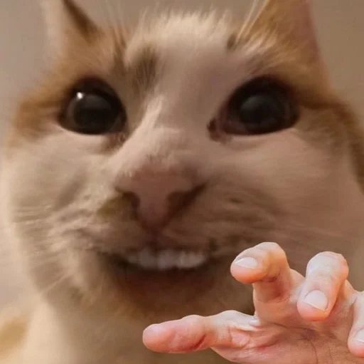 😍 Стикер «Stupid Cattos» для Telegram
