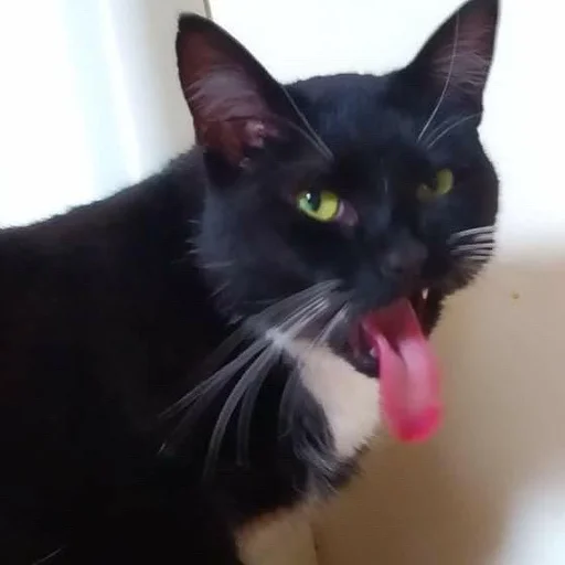 🤢 Стикер «Stupid Cattos» для Telegram