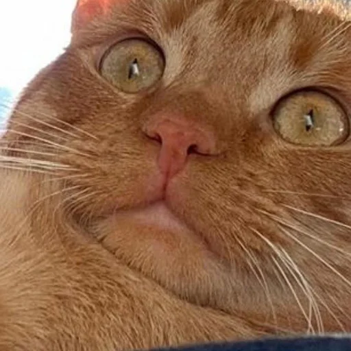 😳 Стикер «Stupid Cattos» для Telegram